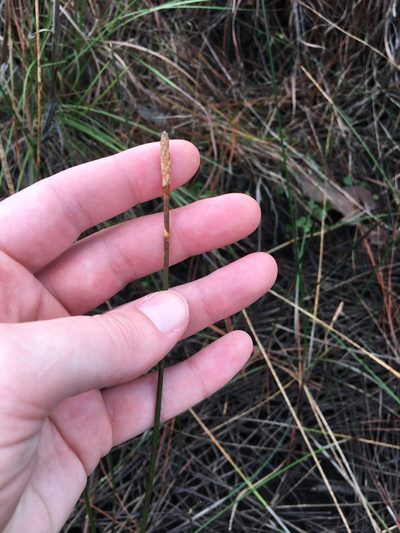 Eleocharis cellulosa, photographed by Jessica