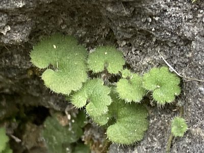 Sibthorpia africana, photographed by Hill Craddock