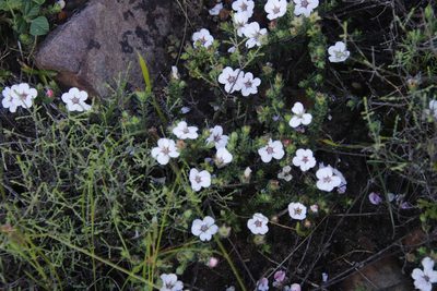 Adenandra uniflora, photographed by Tony Rebelo