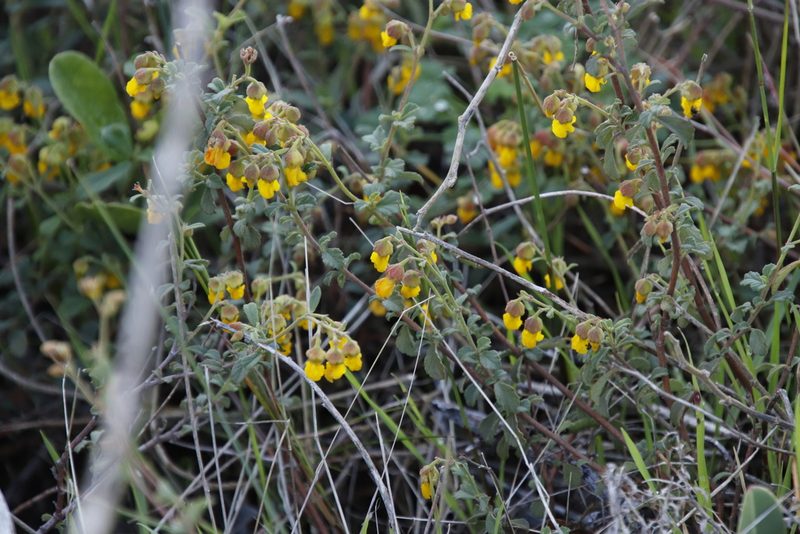 Hermannia multiflora, photographed by Tony Rebelo