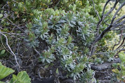 Lobostemon montanus, photographed by Tony Rebelo