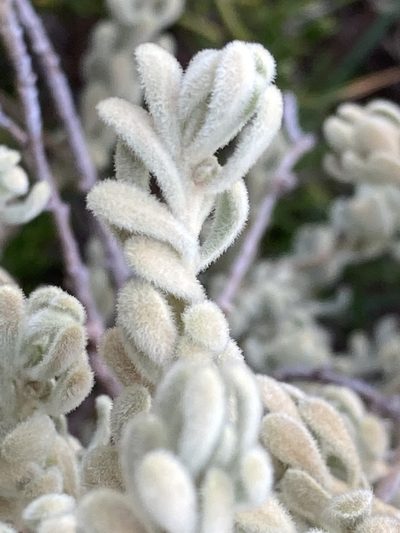Thymelaea velutina, photographed by Hill Craddock
