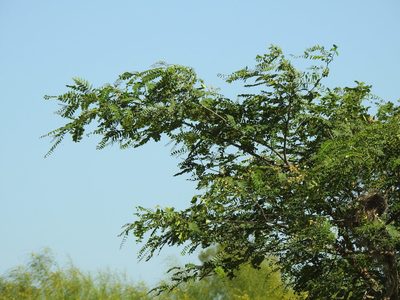 Tipuana tipu, photographed by Eduardo Luis Beltrocco