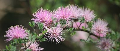 Mimosa monancistra, photographed by José Belem Hernández Díaz