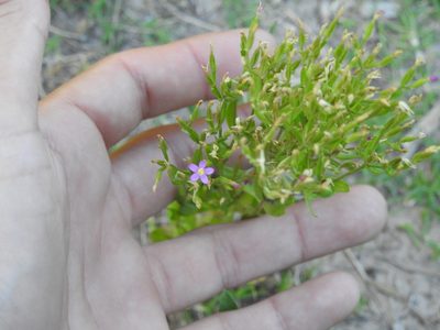Centaurium pulchellum, photographed by Eduardo Luis Beltrocco