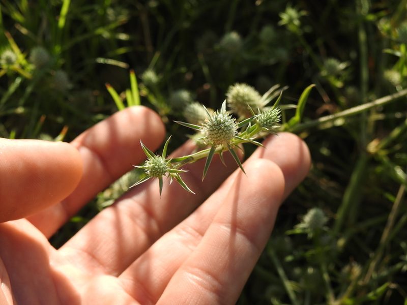 Eryngium echinatum, photographed by Eduardo Luis Beltrocco