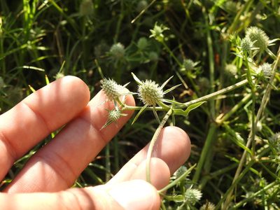 Eryngium echinatum, photographed by Eduardo Luis Beltrocco