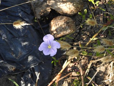 Nierembergia aristata, photographed by Eduardo Luis Beltrocco