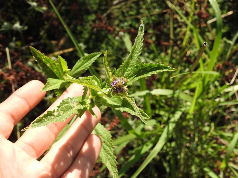 Verbena hispida, photographed by Eduardo Luis Beltrocco