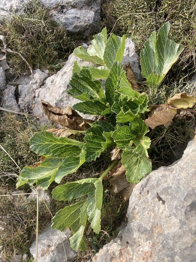 Pastinaca lucida, photographed by Hill Craddock