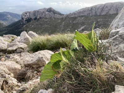 Pastinaca lucida, photographed by Hill Craddock