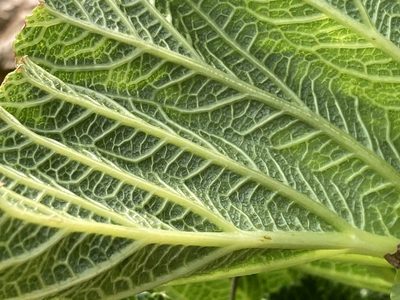 Pastinaca lucida, photographed by Hill Craddock