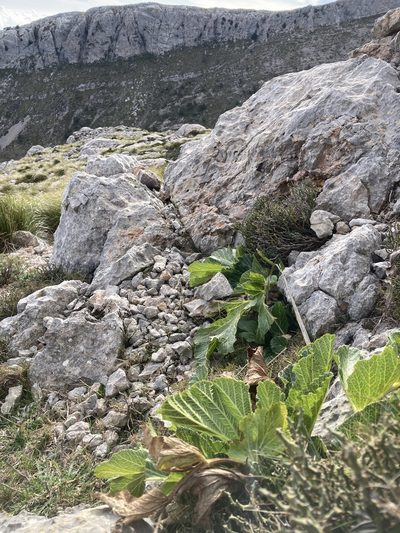 Pastinaca lucida, photographed by Hill Craddock