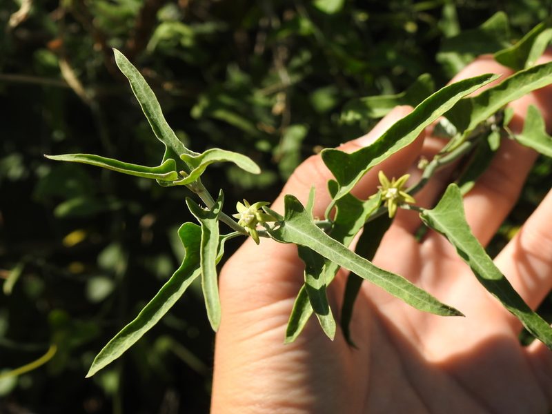Araujia brachystephana, photographed by Eduardo Luis Beltrocco