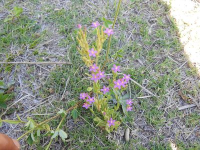 Centaurium pulchellum, photographed by Eduardo Luis Beltrocco