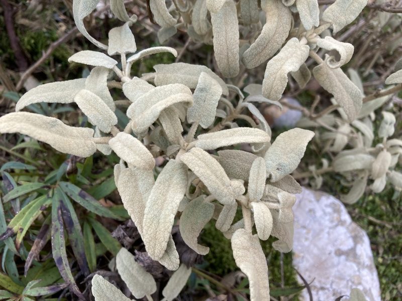 Phlomis italica, photographed by Hill Craddock