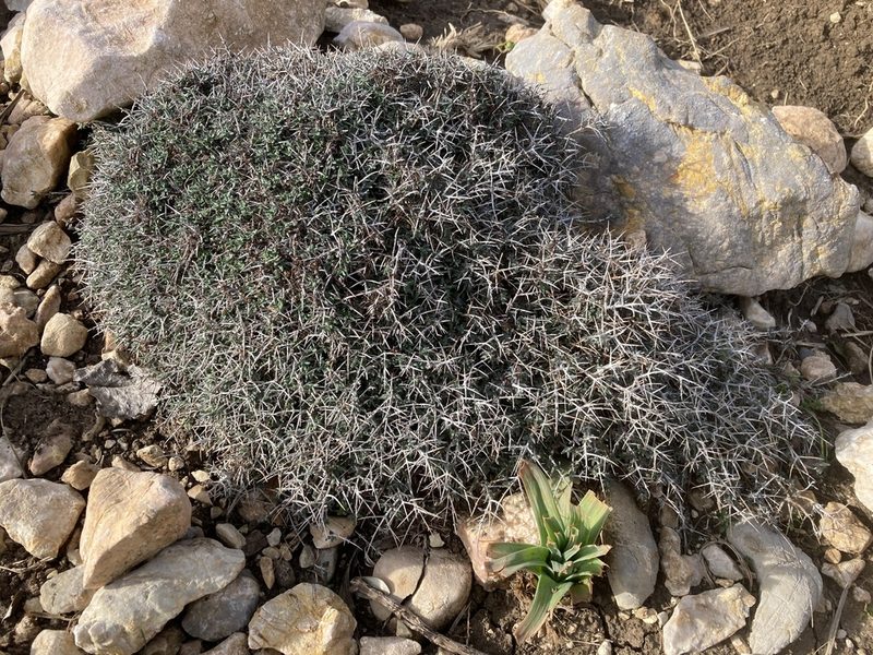 Teucrium balearicum, photographed by Hill Craddock