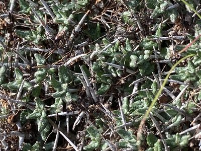 Teucrium balearicum, photographed by Hill Craddock