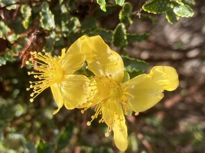 Hypericum balearicum, photographed by Hill Craddock