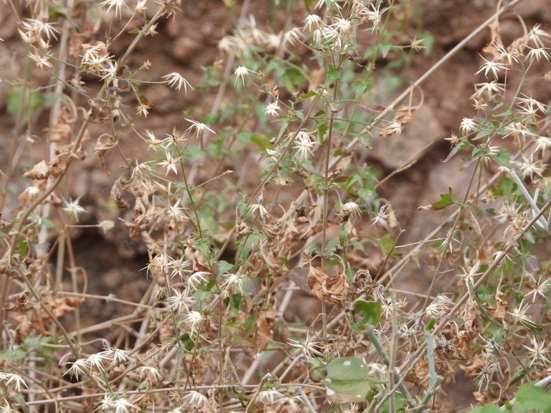 Brickellia coulteri, photographed by Jared Shorma
