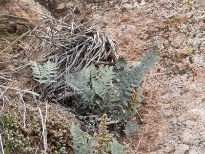 Myriopteris lindheimeri, photographed by Jared Shorma