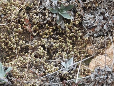 Selaginella arizonica, photographed by Jared Shorma