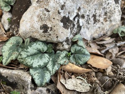 Cyclamen balearicum, photographed by Hill Craddock