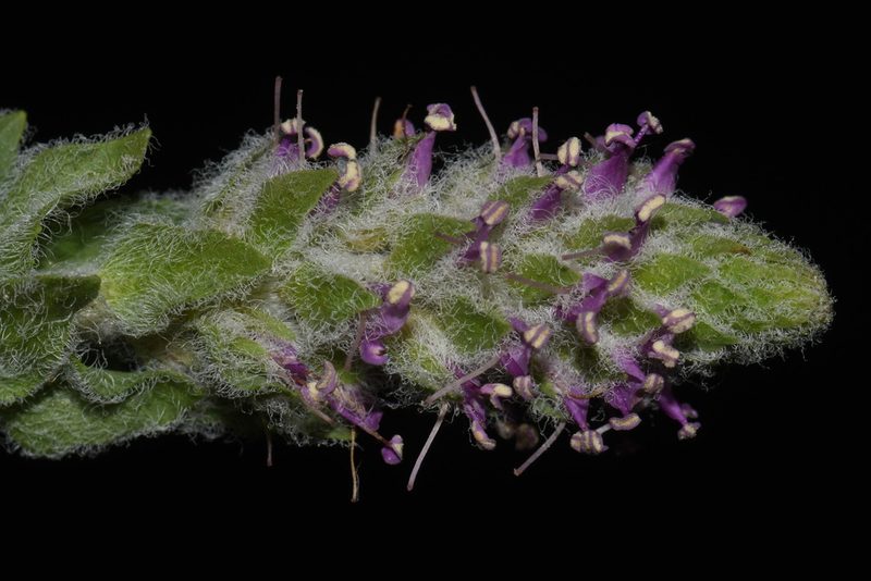 Veronica plantaginea, photographed by Brian Finzel
