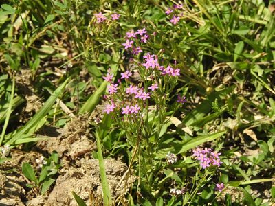 Centaurium pulchellum, photographed by Eduardo Luis Beltrocco