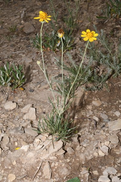 Thelesperma subnudum, photographed by Brian Finzel