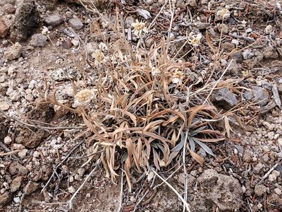 Tetraneuris argentea, photographed by Craig Martin
