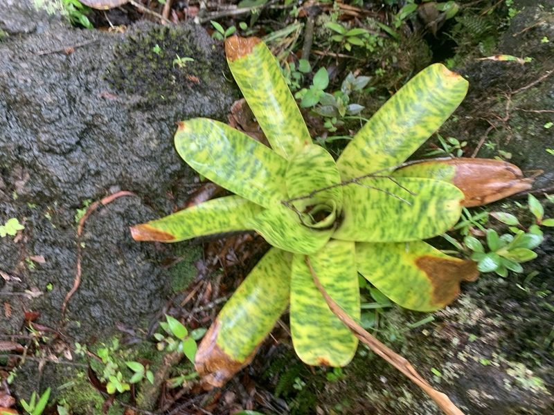Werauhia kupperiana, photographed by Ashwin Srinivasan