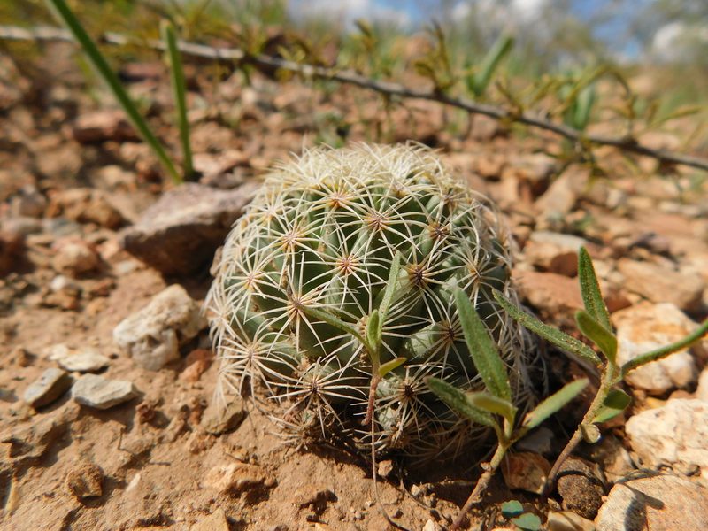 Coryphantha gracilis, photographed by Alejandro Sigala Chávez