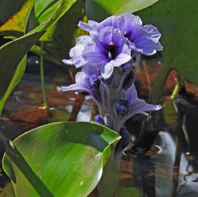 Pontederia azurea, photographed by Hugo Hulsberg