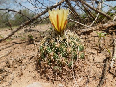 Coryphantha delaetiana, photographed by Alejandro Sigala Chávez