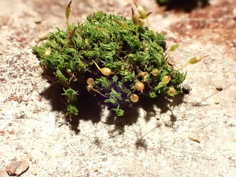 Ptychomitrium drummondii, photographed by John Kees