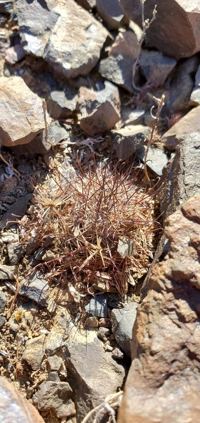 Cochemiea blossfeldiana, photographed by Asher Budnik