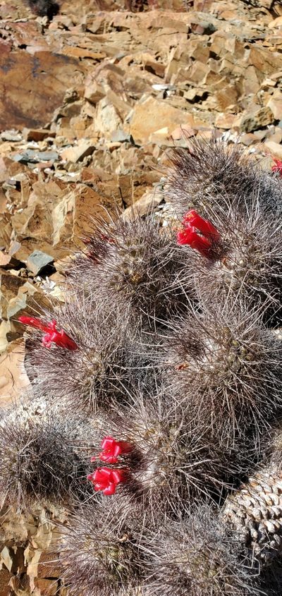 Cochemiea maritima, photographed by Asher Budnik