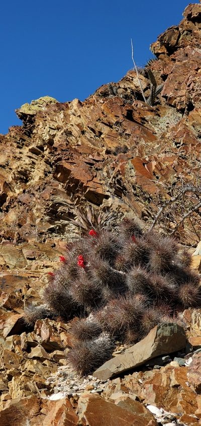 Cochemiea maritima, photographed by Asher Budnik