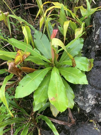 Cespedesia spathulata, photographed by Ashwin Srinivasan