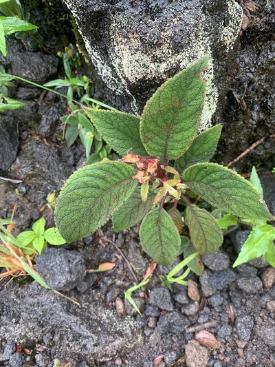 Moussonia strigosa, photographed by Ashwin Srinivasan