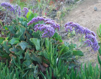 Limonium perezii, photographed by Bill Levine