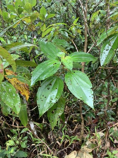 Miconia donaeana, photographed by Ashwin Srinivasan