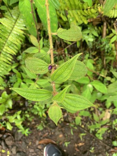 Miconia sericea, photographed by Ashwin Srinivasan