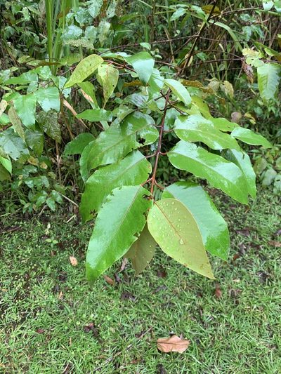 Vismia baccifera, photographed by Ashwin Srinivasan