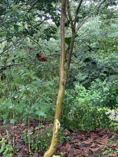 Inga spectabilis, photographed by Ashwin Srinivasan
