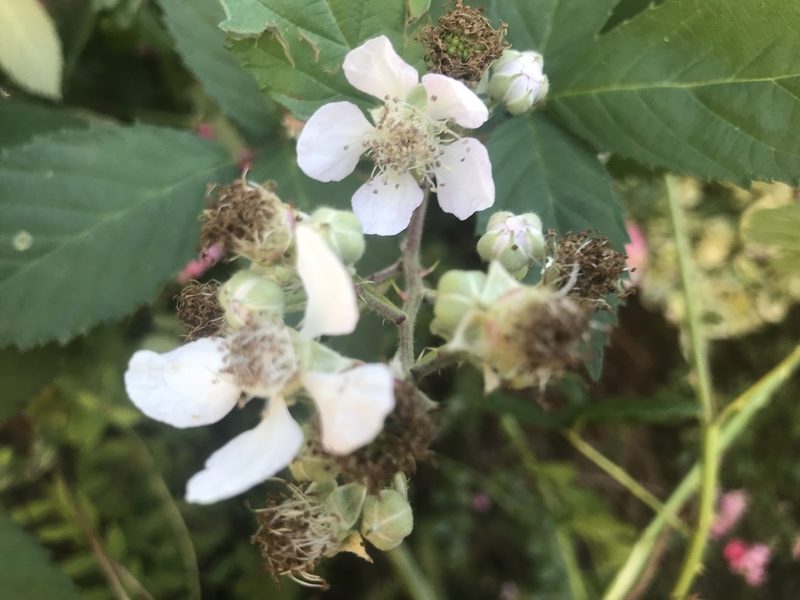 Rubus grabowskii, photographed by Ann Bentley