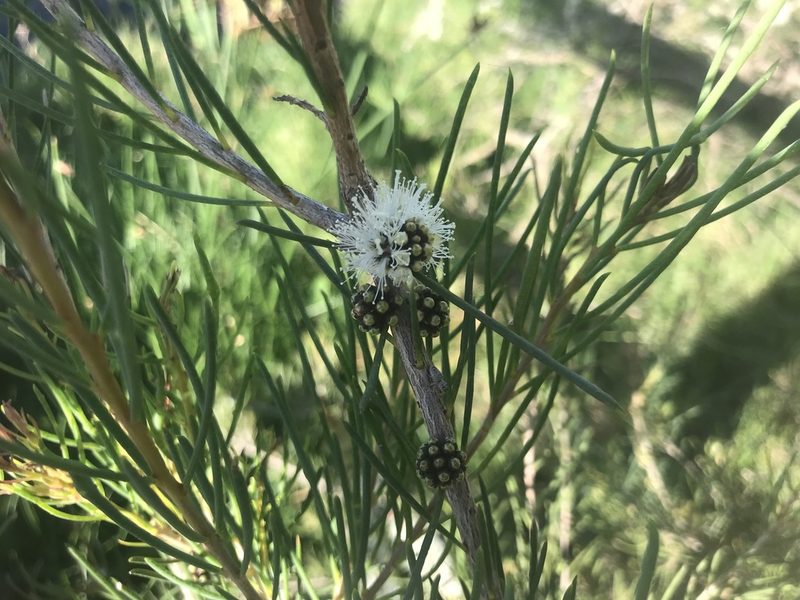 Melaleuca teretifolia, photographed by Ann Bentley