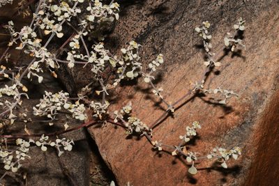 Tidestromia lanuginosa, photographed by Brian Finzel