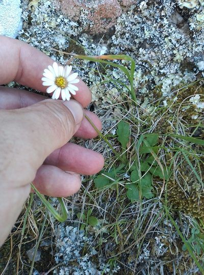 Brachyscome radicata, photographed by Joe Potter Butler
